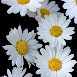 Meet your Posher, Betsaida